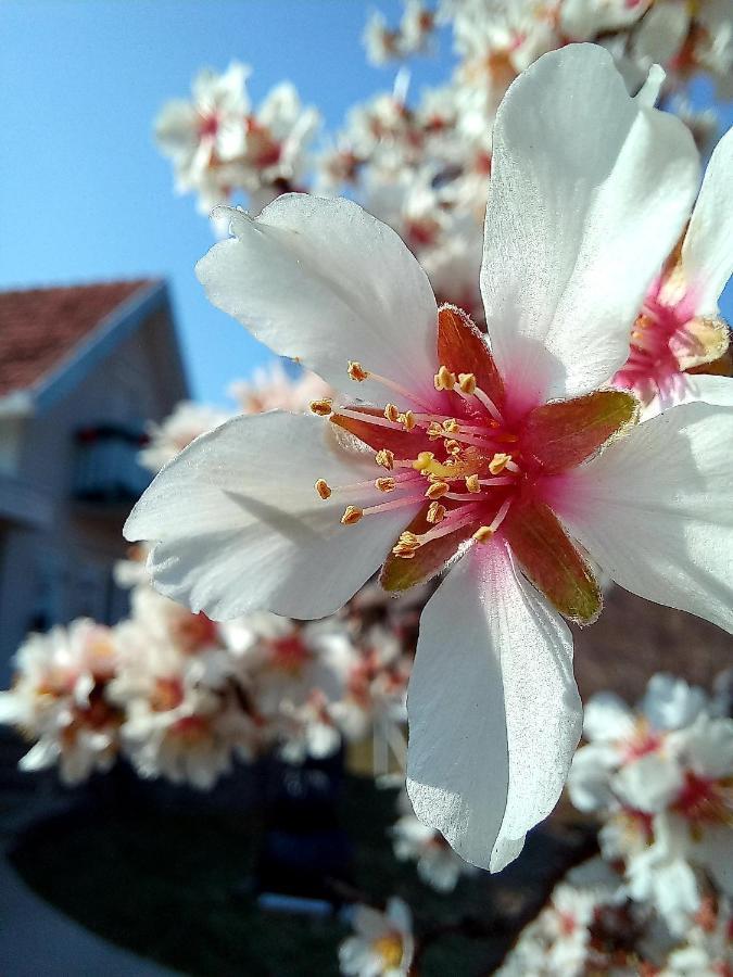 Honey Hill Fruska Gora *